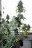 DAY64G1f.JPG