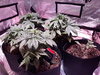 20200831_225443.jpg
