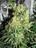 Day 66 fruit 002.JPG Day 66 fruit 002.JPG