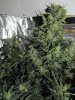Day 66 fruit 007.JPG Day 66 fruit 007.JPG