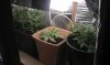 Three in the grow.jpg