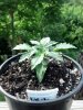 IMG_20130612_163815_394.jpg