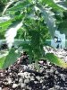 IMG_20130612_163804_177.jpg