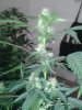 20130613_180552.jpg
