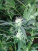 20130613_180614.jpg