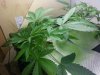 20130614_110956.jpg