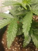 20200902_075143.jpg 20200902_075143.jpg