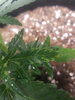 20200902_075216.jpg 20200902_075216.jpg