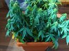 IMG_20200914_120632.jpg