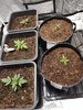 Week 2 of mixed variety indoor grow