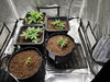 Week 3 of mixed variety indoor grow