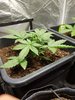 candy kush 2 day 18.jpg