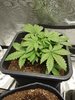 candy kush 2 day 2 before tuck.jpg