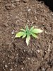 sugar mama day 18.jpg