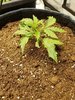 fastberry day 14.jpg