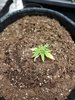 sugar mama day 21.jpg
