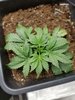 candy kust 1 day 21-1.jpg