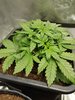 candy kush 2 day 21.jpg