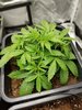 bubble kush day 17.jpg