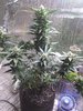 IMG_20200928_101617702.jpg