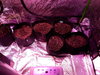 20201001_202454.jpg