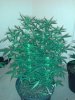 20130616_212118.jpg