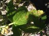 6.16 wh dragon leaf.jpg
