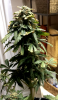 ForumRunner_20130616_201135.png