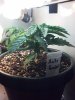 IMG_20130616_231350_391.jpg