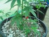 LST Pics 002.jpg