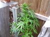 100_2235.jpg