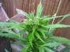 100_2236.jpg