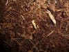 CHEESE_6-17-13 DAY 1.jpg