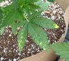 6.18 fading yellow spots leaf.jpg
