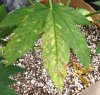 6.18 advanced problem leaf.jpg
