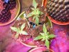 DSCN5425.jpg