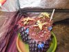 DSCN5426.jpg