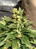 6.18 hazel foxtail.jpg