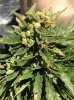 6.18 hazel top.jpg