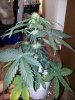 20130619_191100.jpg