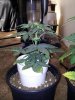 20130619_191123.jpg