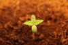 BLUE DREAM_6-19-13.jpg