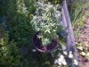 IMG-20130620-00083.jpg
