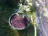 IMG-20130620-00085.jpg