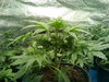 Strawberry kush