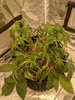 IMG_20201005_180030.jpg