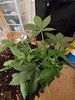20201007_190440.jpg