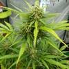week13 bud.jpg