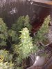 IMG_20201021_153430057.jpg