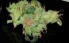SBR70-II.mold.pic2.21.June.2013.jpg
